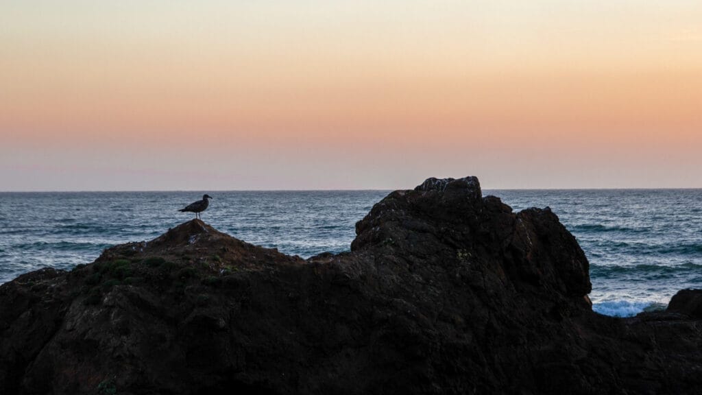 A bird perched on a rock overlooking the ocean at Pismo Beach.