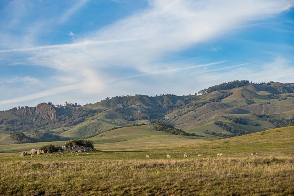 A grassy field with sheep grazing in Paso Robles, a central coast vacation rental.