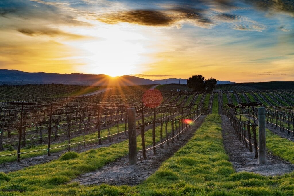 The sun is setting over a Paso Robles vineyard field.