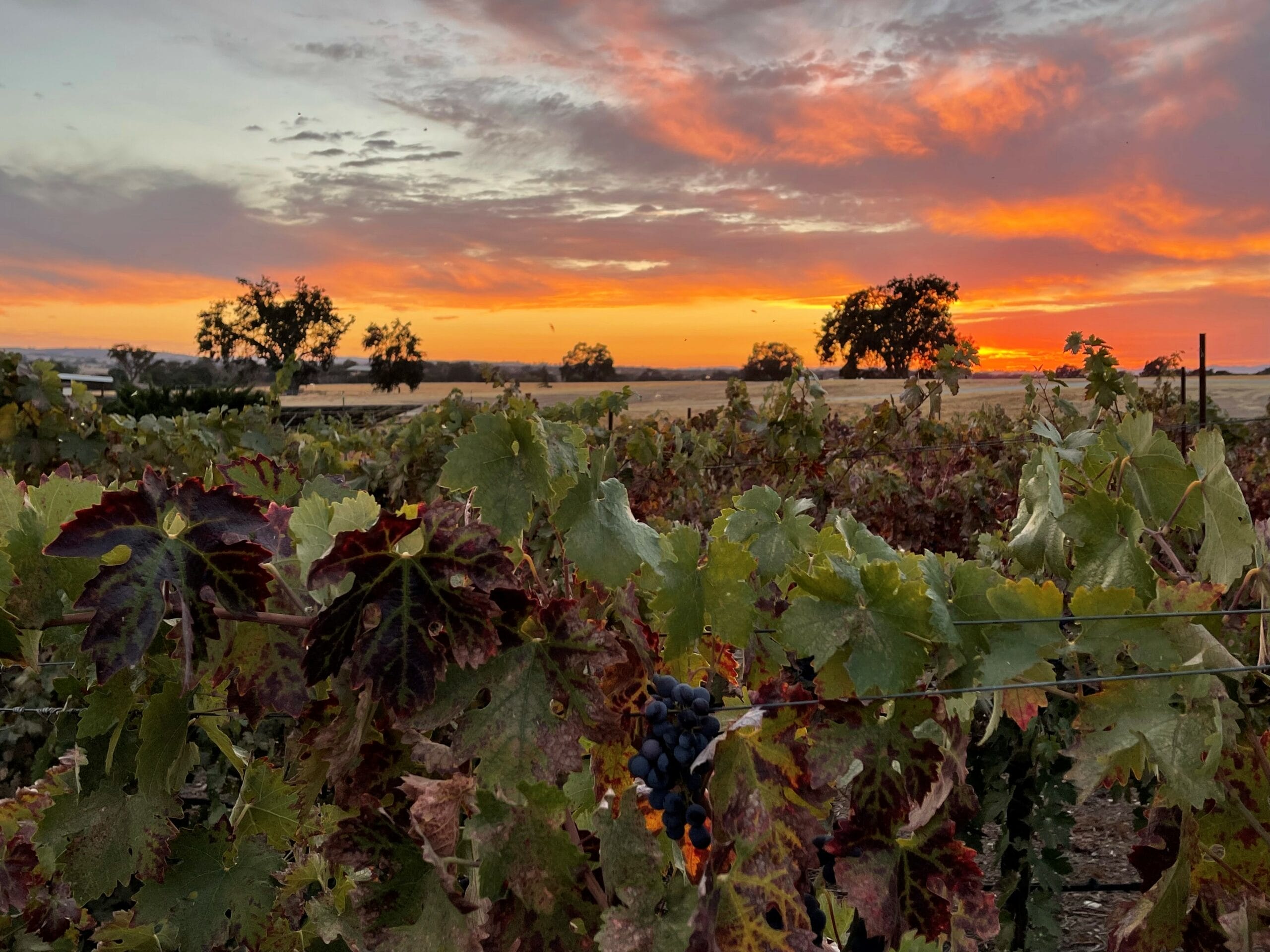 A sunset over a vineyard with vines in the background, perfect for a relaxing vacation rental in Morro Bay or Pismo Beach.